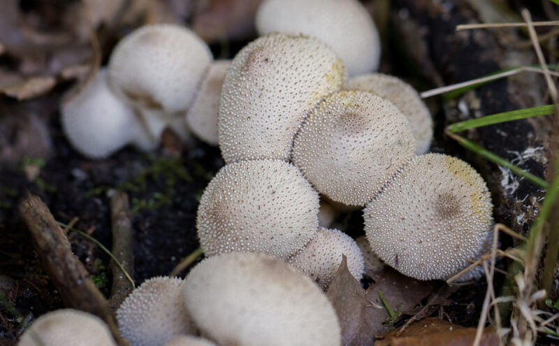 Mushroom Foraging in the Fall